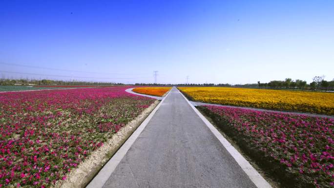 花海花园花田花卉大片花园花地