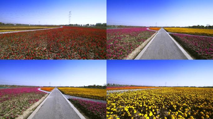 花海花园花田花卉大片花园花地