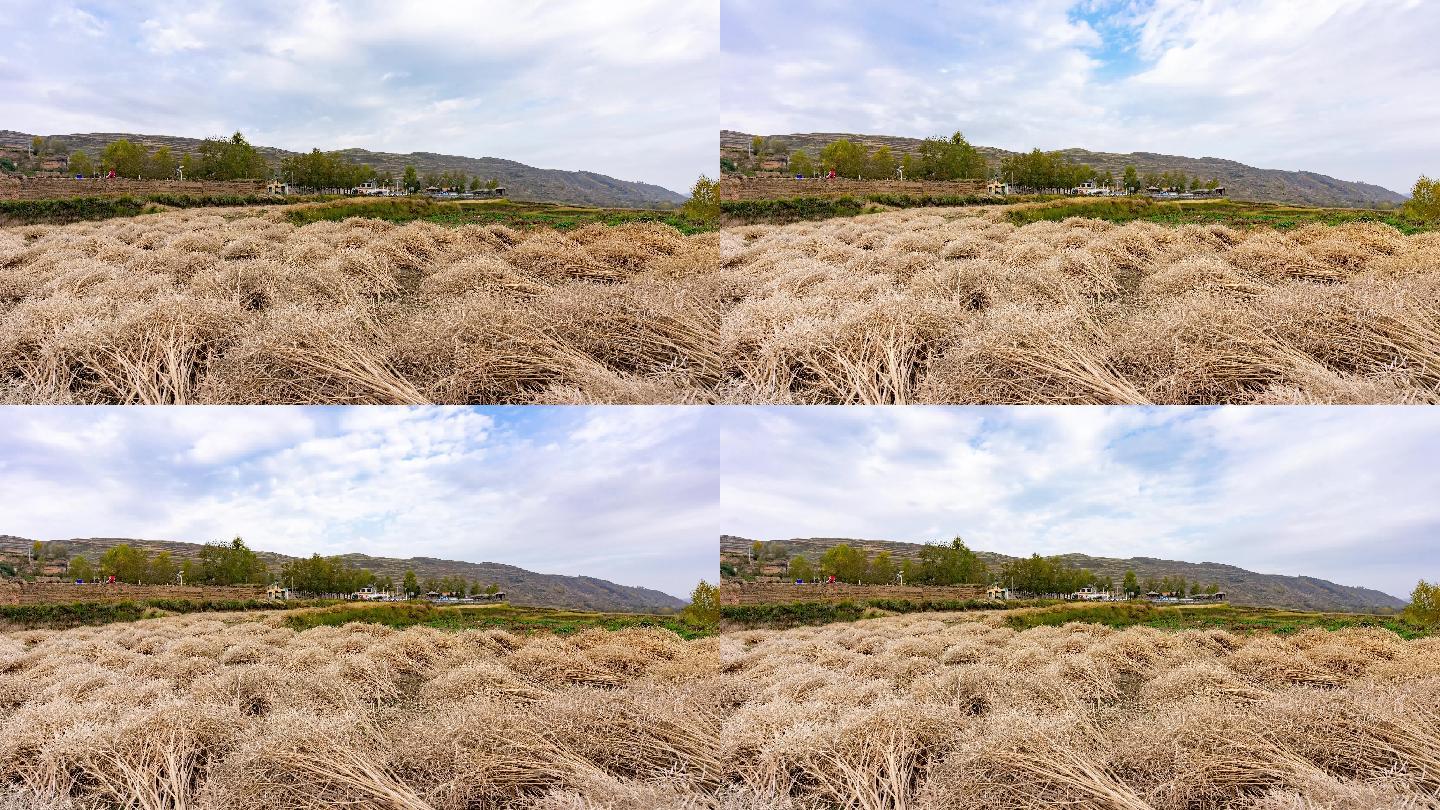 4K青海湟中油菜花田延时摄影