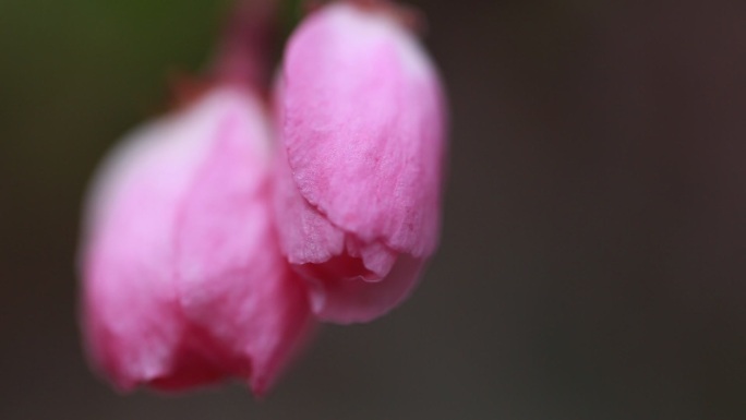 红色樱花花骨朵特写