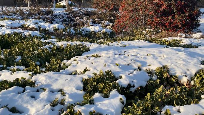 雪后的植物未融化的积雪