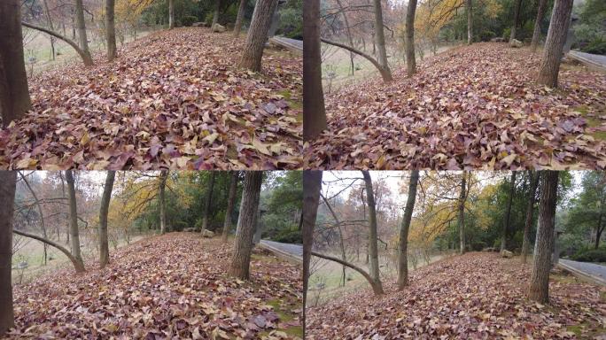 金黄色落叶遍地转枫树实拍视频