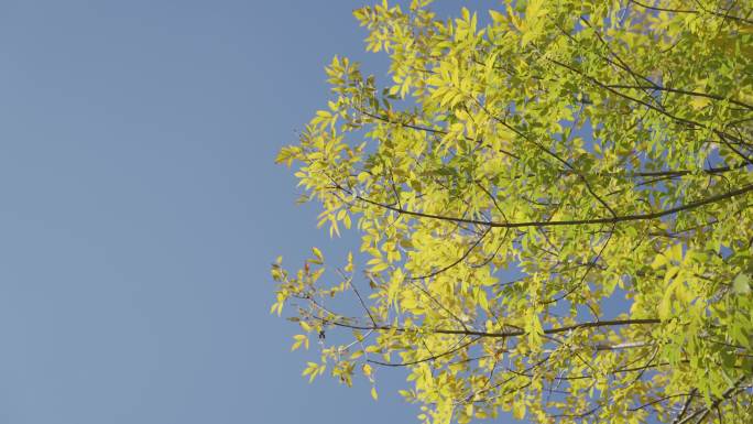 秋天黄色树叶蓝色天空HLG