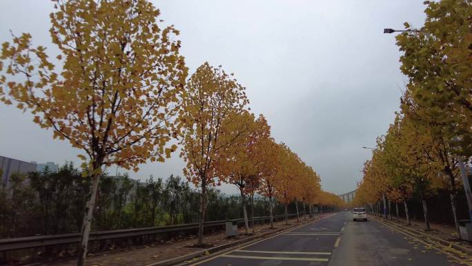 街道树叶金黄法国梧桐树实拍视频