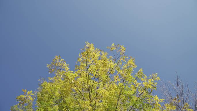 深秋树叶发黄蓝色天空HLG