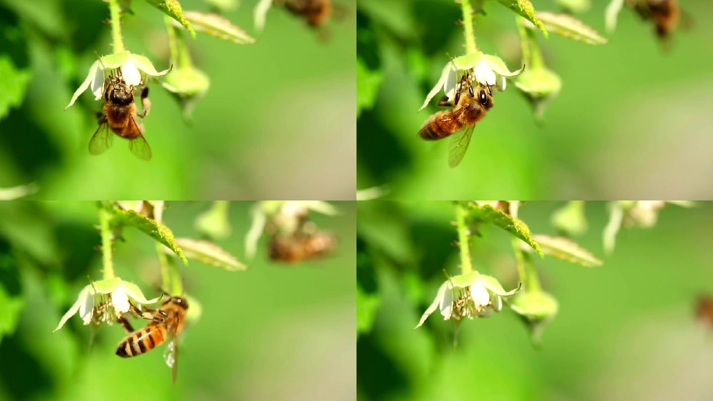 蜜蜂采蜜