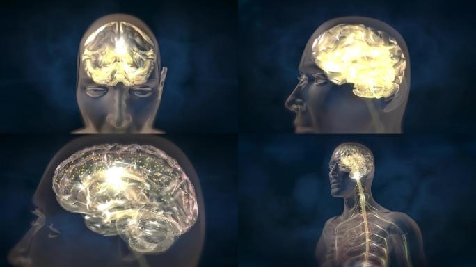 大脑分泌神经传导介质向人体各器官发出指令