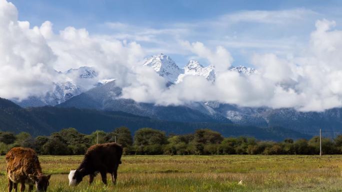 西藏林芝巴松措雪山牧场延时高清风景视频