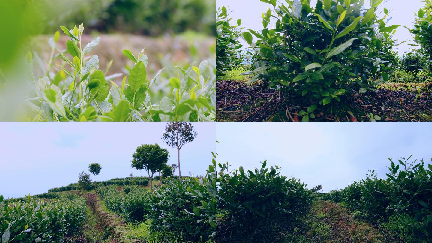 福建安溪铁观音茶山茶园茶树茶叶视频