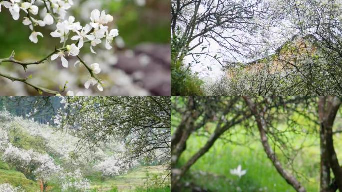 枳壳花玳玳花回青橙