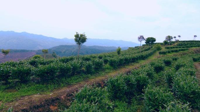 安溪铁观音茶叶茶山视频