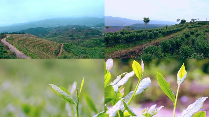 安溪铁观音茶叶茶山视频