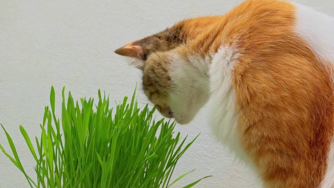猫咪吃猫草
