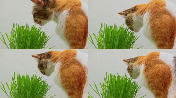 猫咪吃猫草