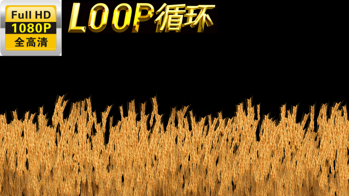 AE原创工程风吹小麦