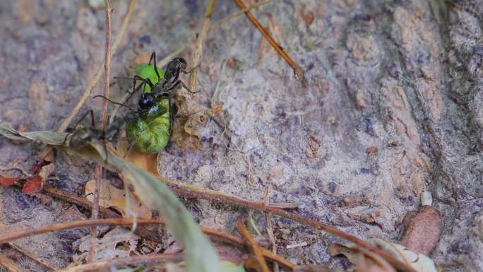 动物世界微距蚂蚁争夺食物