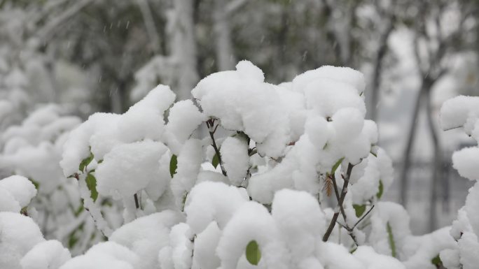 雪中的树枝上堆起的雪包特写4K