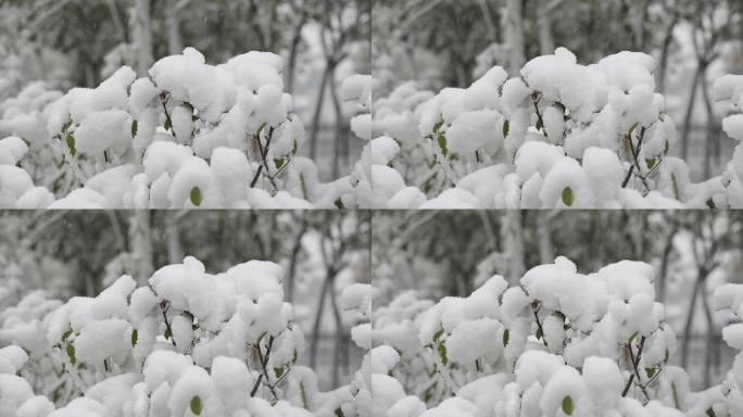 雪中的树枝上堆起的雪包特写4K