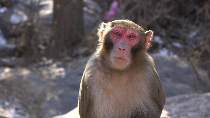 4k猕猴野生猕猴猕猴进食猕猴吃东西猴子野