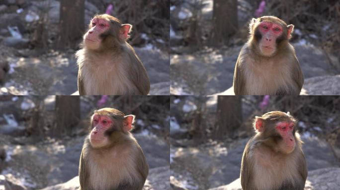 4k猕猴野生猕猴猕猴进食猕猴吃东西猴子野