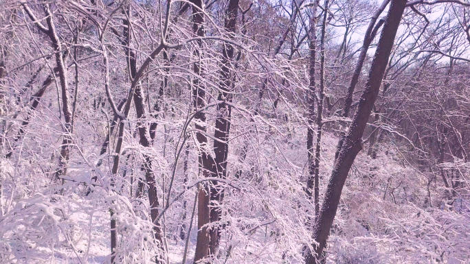 紫金山树林雪景航拍