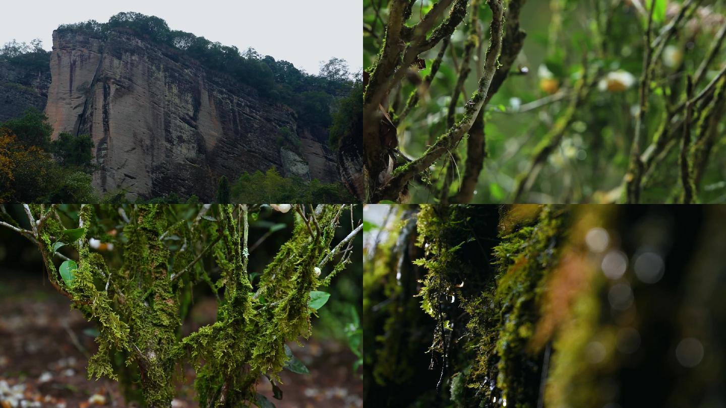 武夷山岩茶茶场自然风光