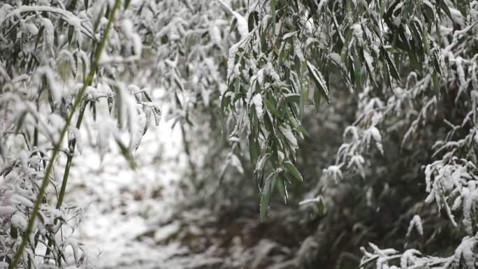 下雪时竹林里的竹叶特写4K