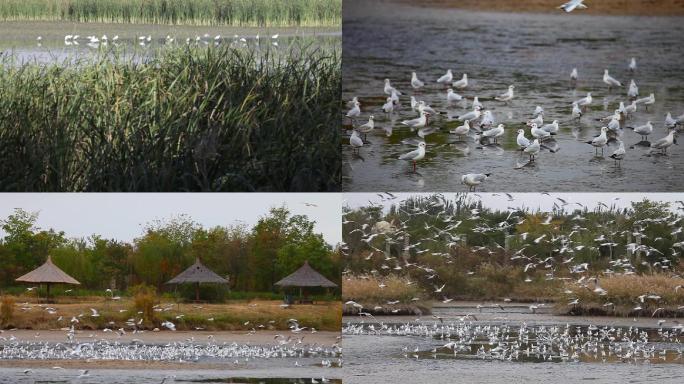 自然湿地湖泊鸟类画面