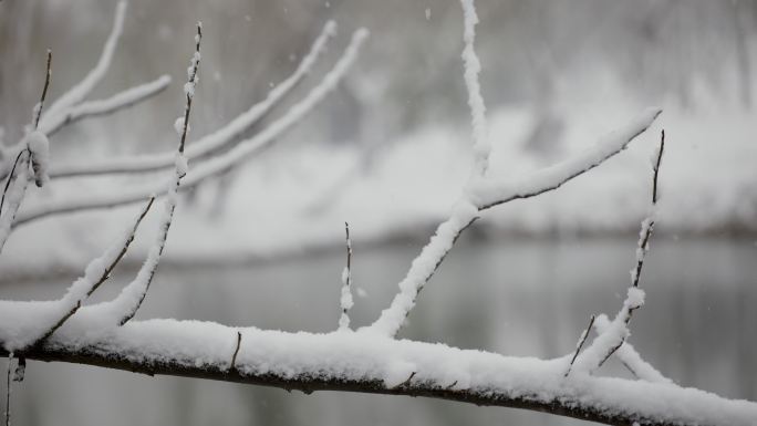 下雪时的枯萎的树枝特写4K