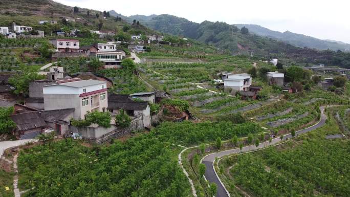 龙泉水蜜桃种植园区