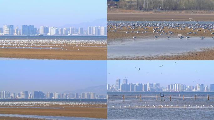北戴河湿地海鸥升格拍摄