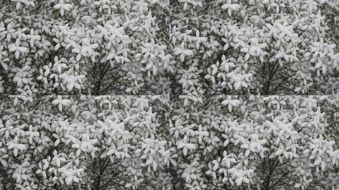 下雪时的植物叶子特写4K