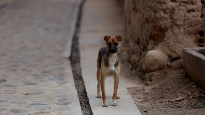 中华田园犬土狗 怀旧 乡下土狗  养狗