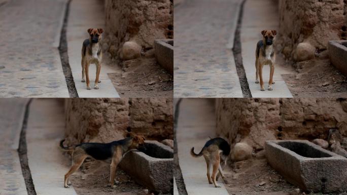 中华田园犬土狗 怀旧 乡下土狗  养狗