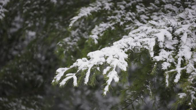 下雪时的松柏树枝特写4K