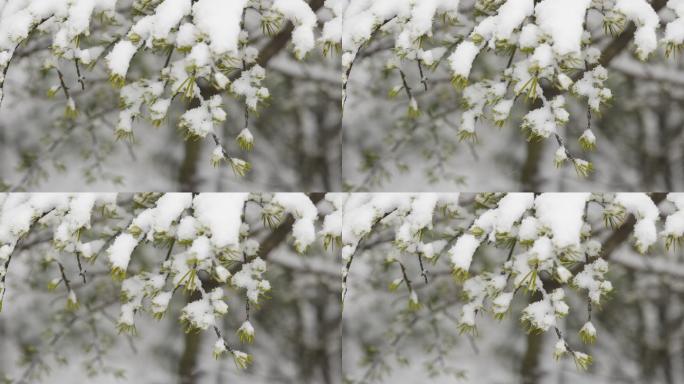 雪中的的松柏树枝特写4K