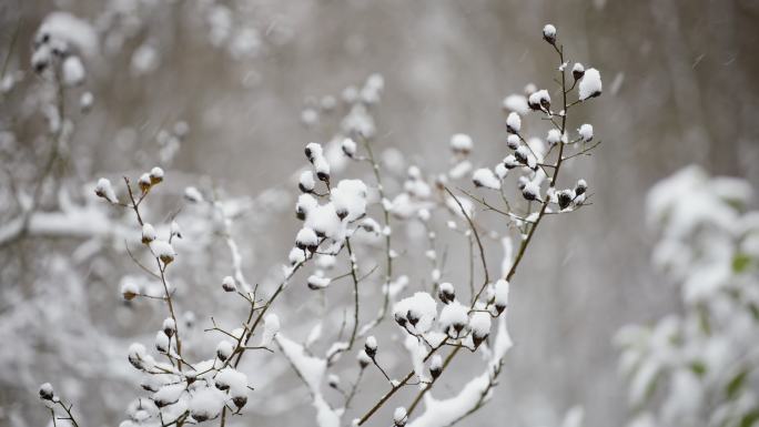 下雪时的植物特写4K