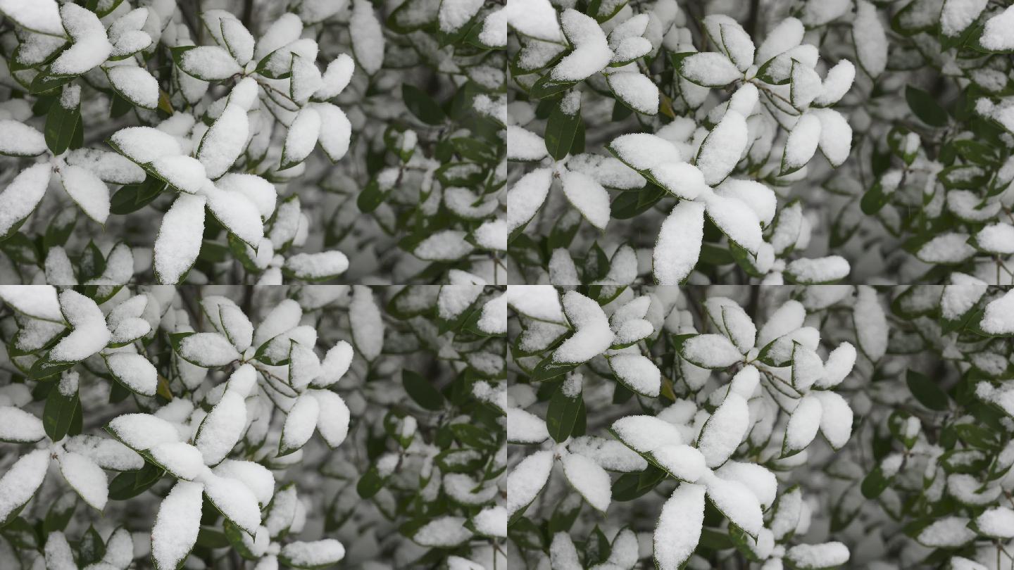 雪中的植物叶子特写4K