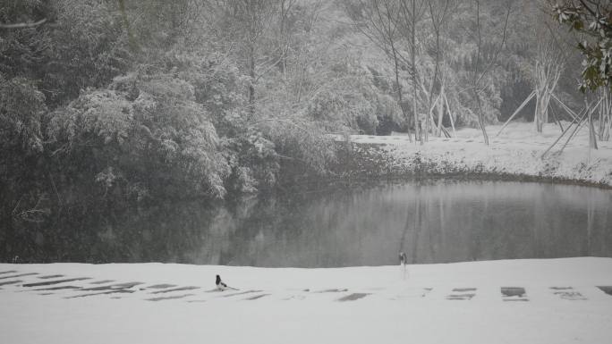 下雪时的池塘竹林特写4K