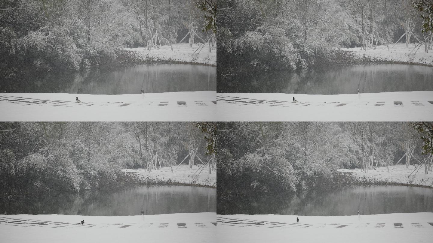 下雪时的池塘竹林特写4K