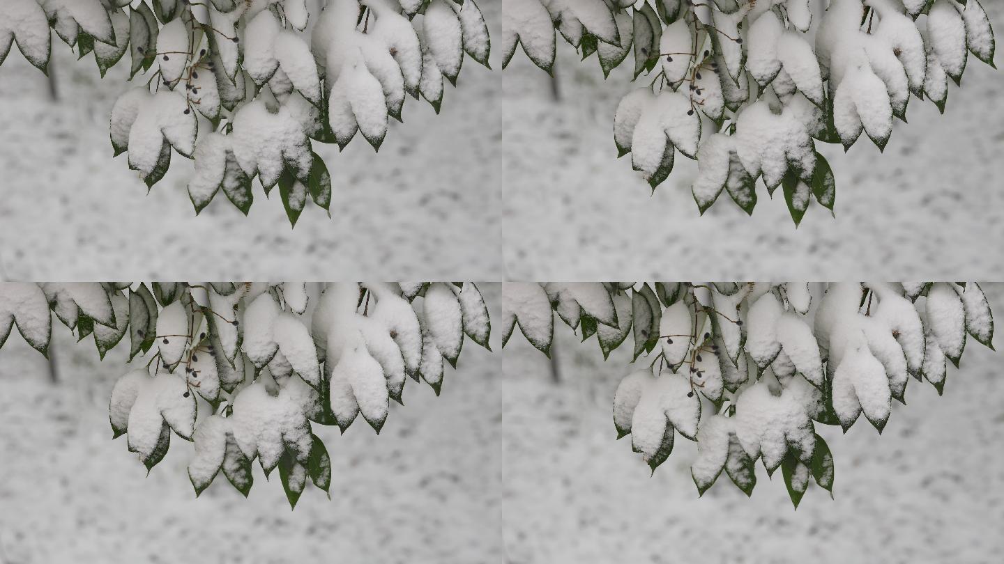 雪中垂下的的绿色植物叶子特写4K