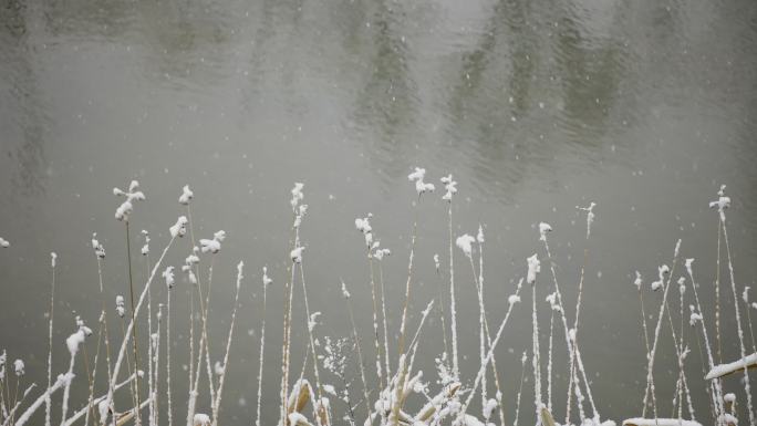 下雪时的池塘边枯萎的植物特写4K