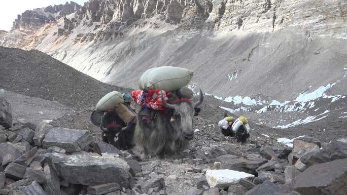 西藏牦牛戈壁荒凉运输