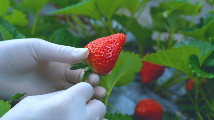 草莓种植园