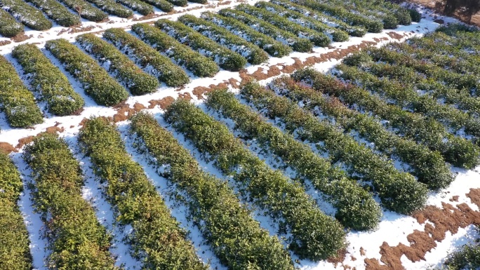 雪后茶园冬季茶园