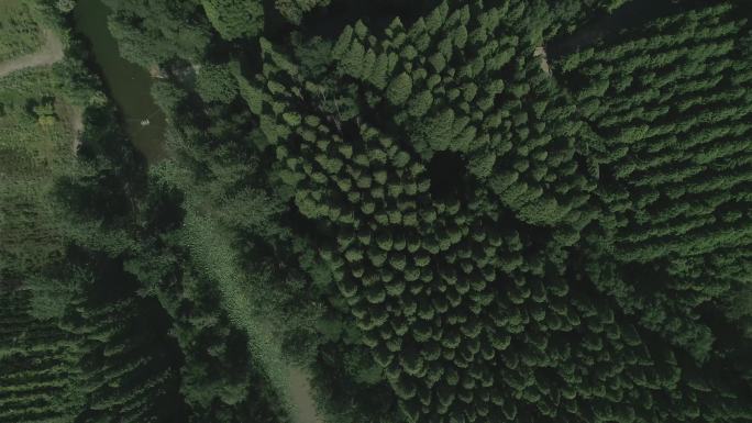 森林4K航拍