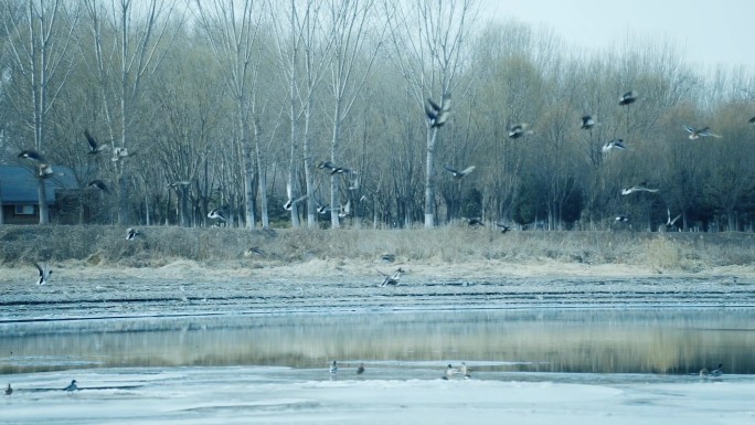 冬天河边飞鸟慢速