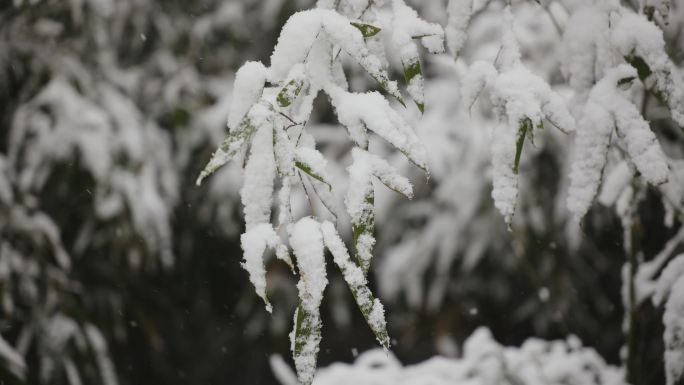 下雪时的竹叶特写4K