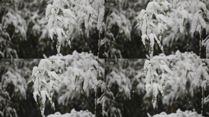 下雪时的竹叶特写4K