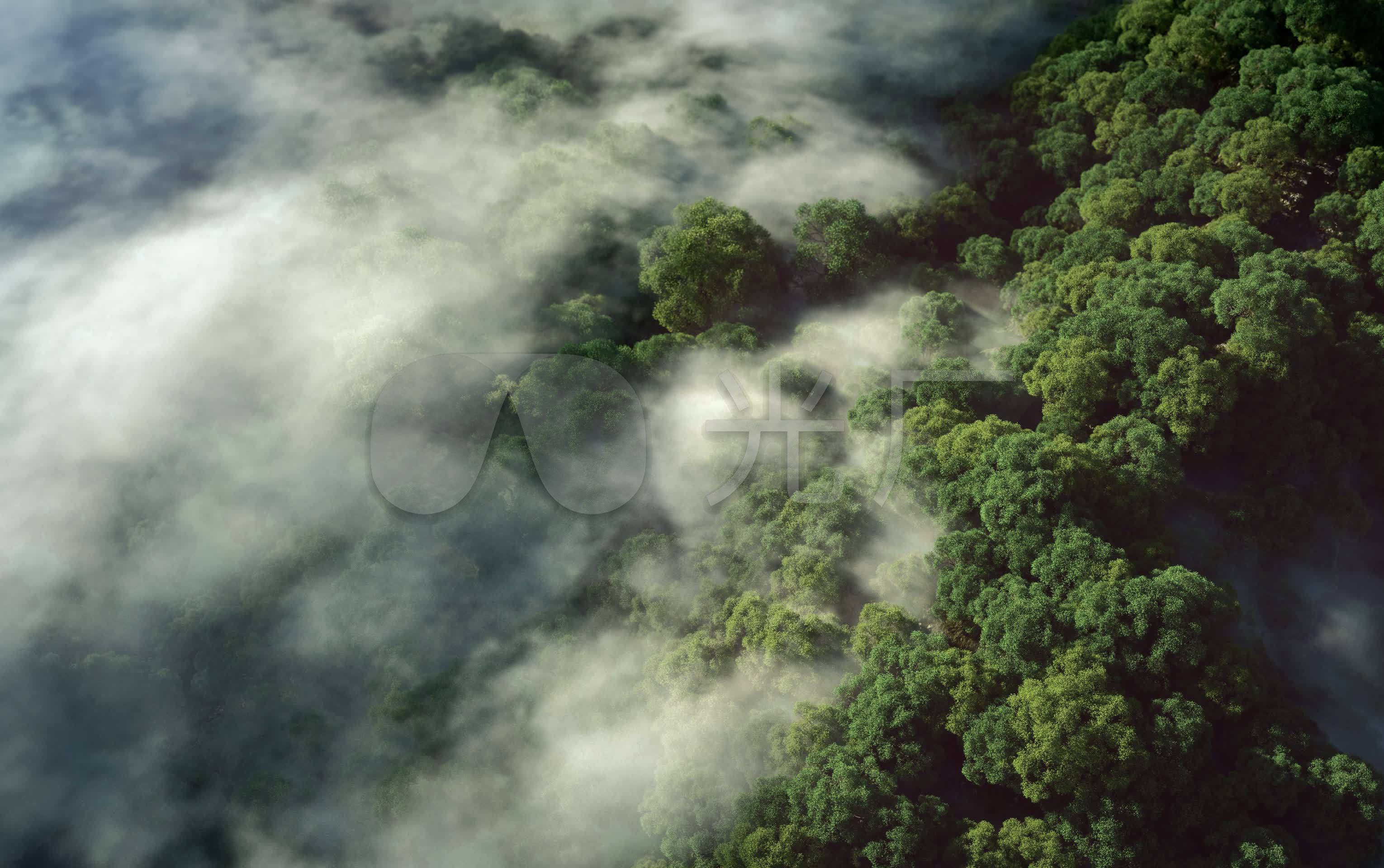 迷雾森林图片素材-编号11993959-图行天下